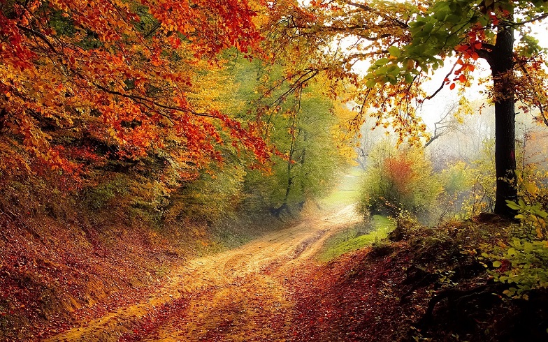 Componibile- Bosco d'autunno S